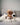 Modern minimalist dog toys. Neutral tone pet toys. 