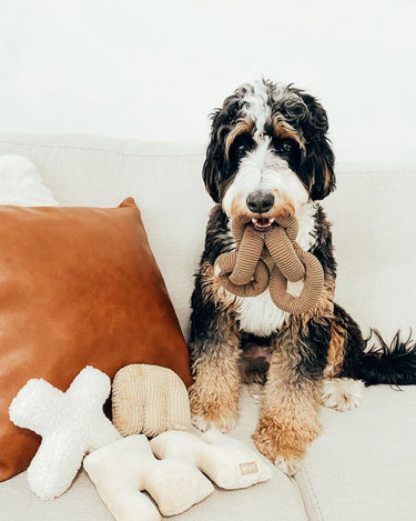 Neutral tone dog toy. Modern dog toy. 